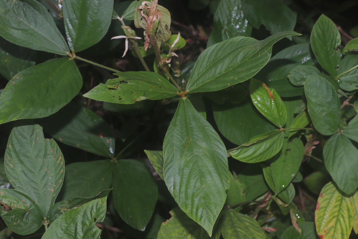 Flemingia macrophylla (Willd.) Kuntze ex Merr.